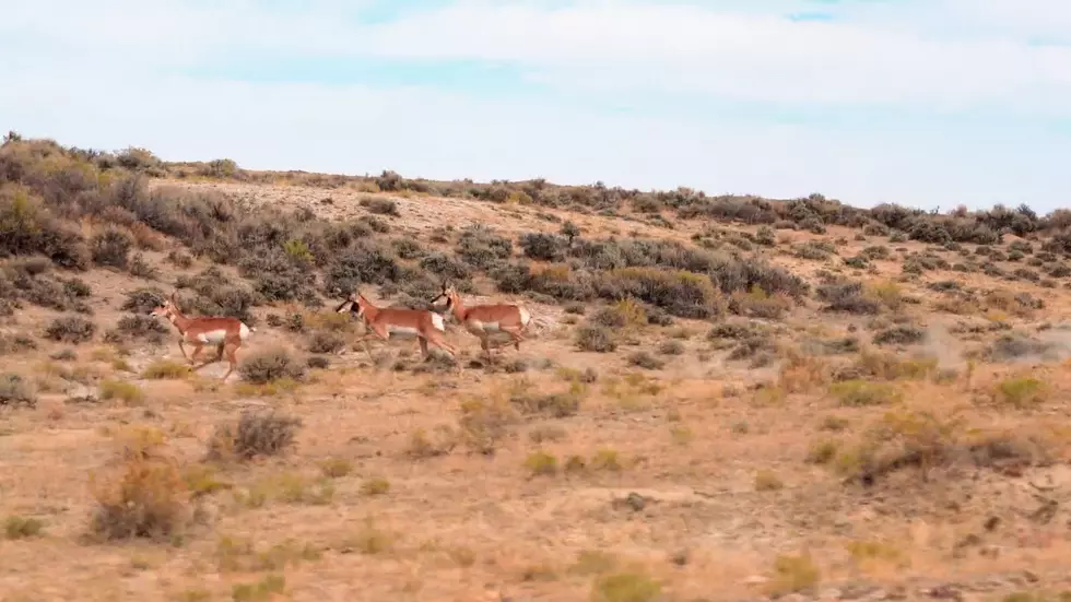 A Video Reminder of How Fast Wyoming Pronghorn Can Run