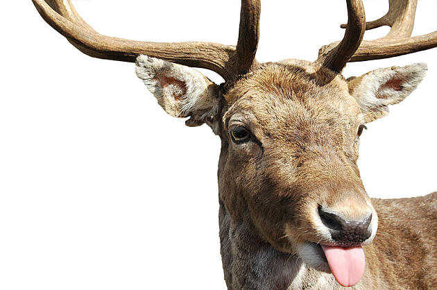 WATCH: The Deer Aren&#8217;t Fooled By Your Deer Decoys