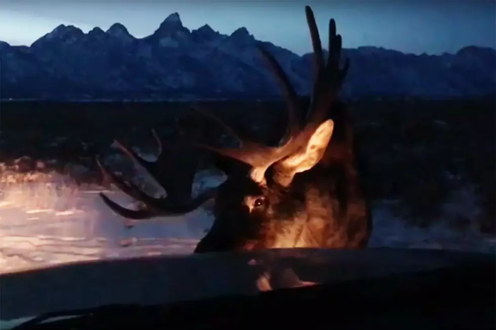 Wyoming Moose ‘Car Wash’ Is Just What Your Car Needs This Winter [VIDEO]