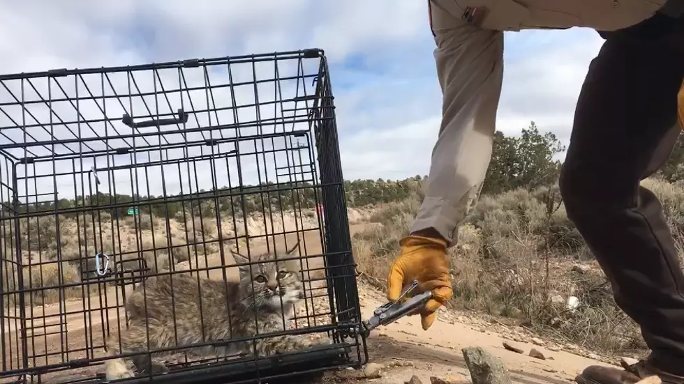 This is Why a Utah Bobcat Was Named 'Mr. Murderbritches'
