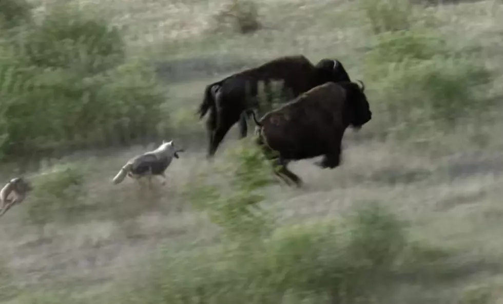 Dramatic Video Shows Buffalo and Calf Escape From Wolves
