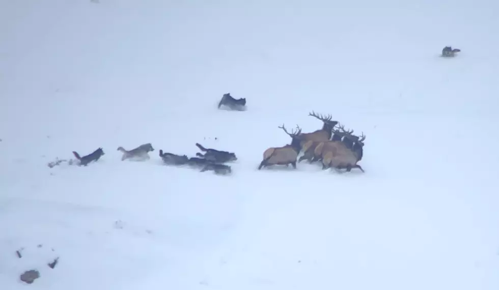 Video Captures Wolk Pack Chasing Herd of Elk in Yellowstone