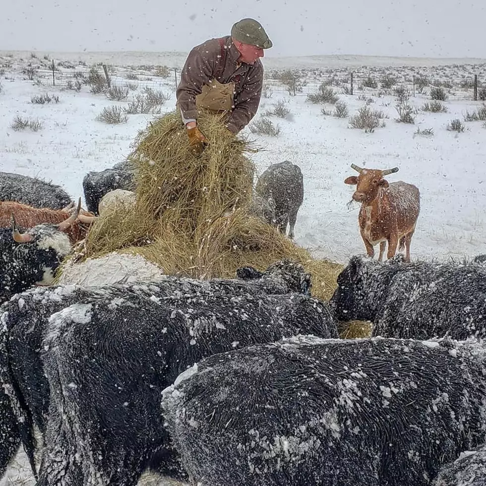 Wyoming Ranchers Are Hit Hard By Spring Storm