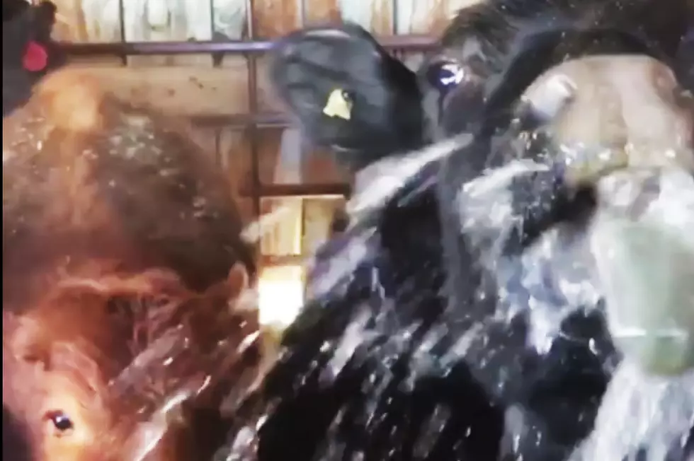 Wyoming Cow Licking Water Is The Funniest Thing You Will See Today [VIDEO]