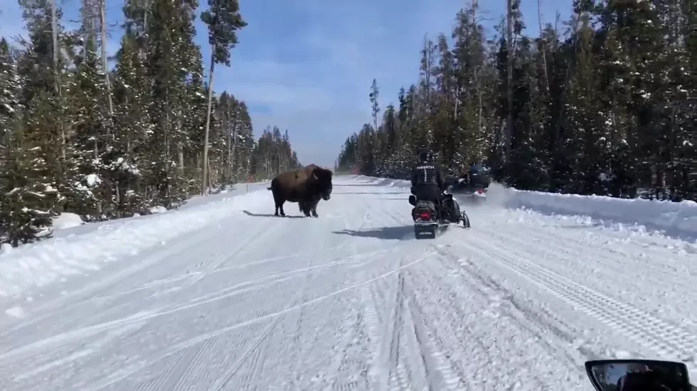 Watch a Bison Attack Snowmobiles and a Snow Coach at Yellowstone