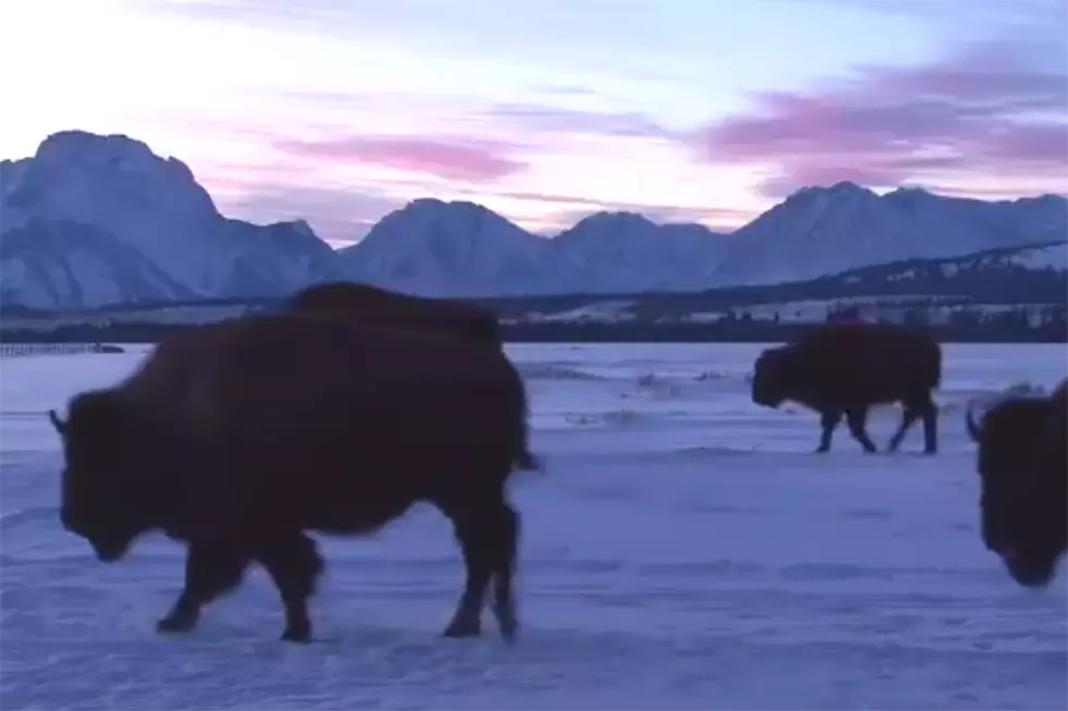 The Serenity of Bison Strolling Through the Tetons at Sunset [VIDEO]