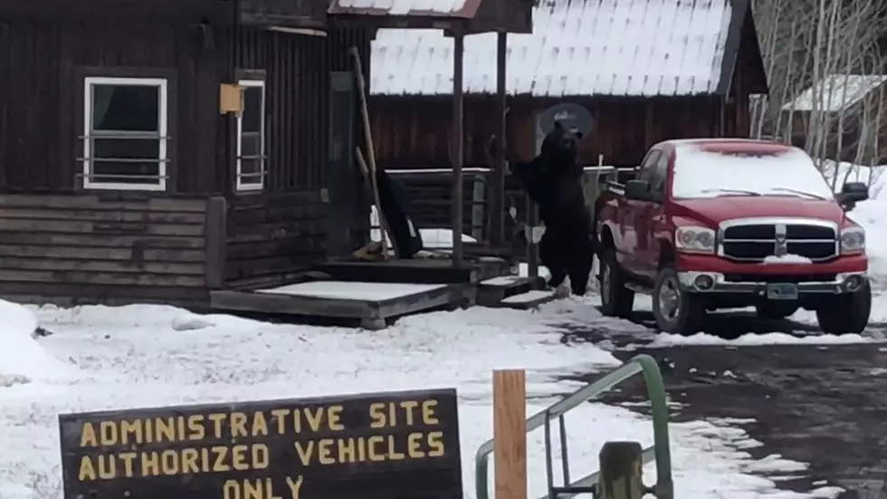 Wyoming Ranger Station Just Got a Very Large (and Hairy) Visitor