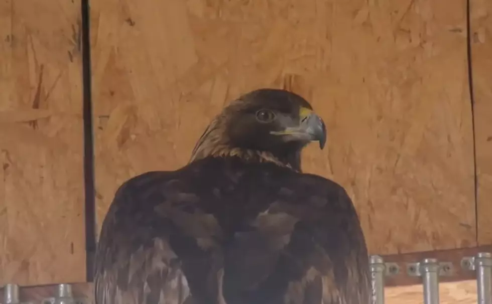 Watch As This Bald Eagle Returns Home After A Quick Examination