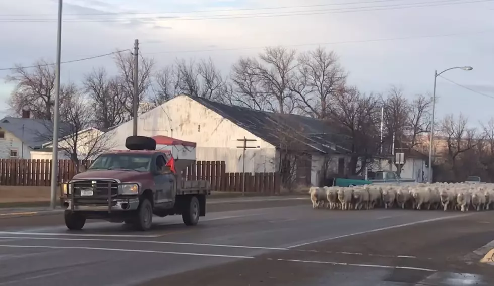 Let's Watch Our Montana Friends Herd 300 Sheep Through Town