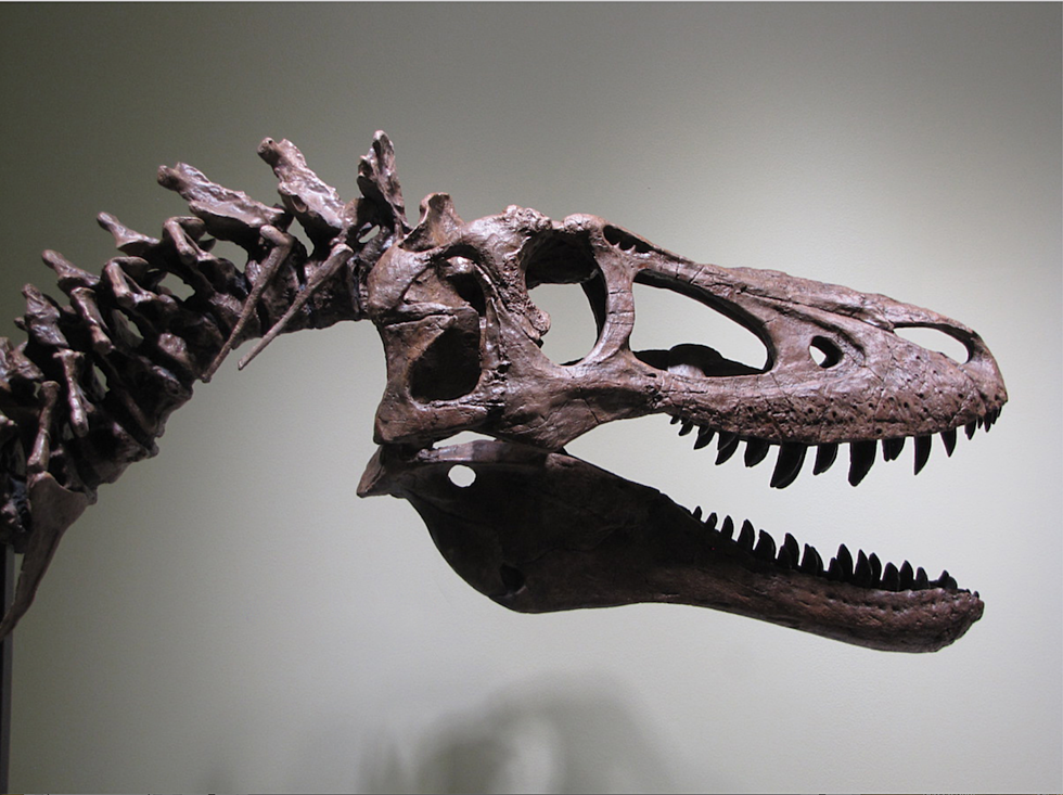 LOOK: Someone in Montana Has a Baby T-Rex on Ebay