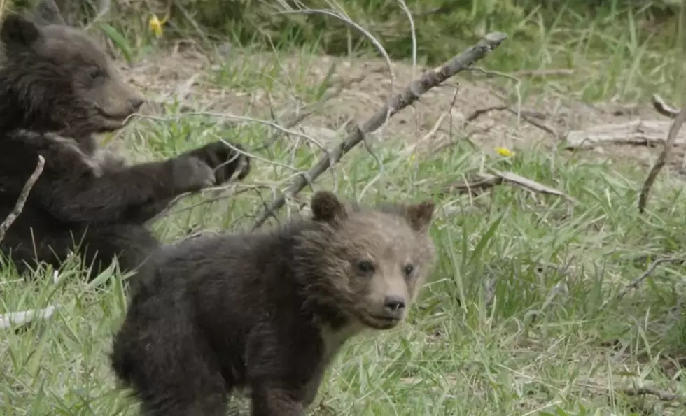 WATCH: A Rare Up-Close Look at Yellowstone Bear Cubs at Play