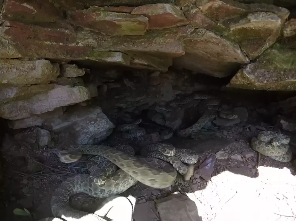 This Is What Its Like Inside Of A Wyoming Rattlesnake Den