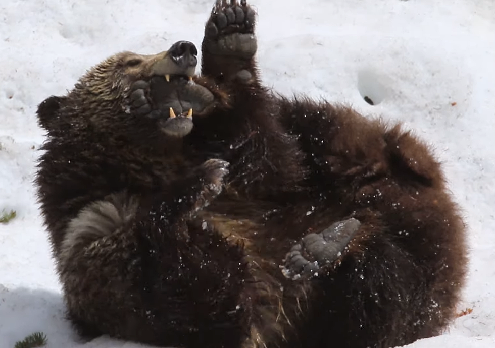 Happiness is Watching This Yellowstone Grizzly Play in the Snow