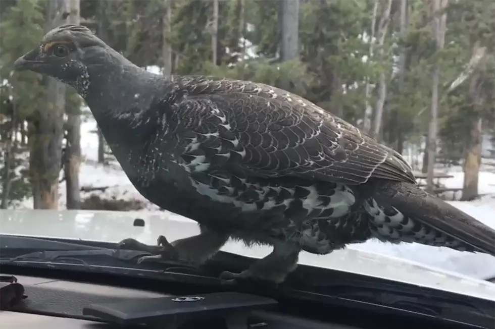 WATCH: Ornery Dusky Grouse In Yellowstone Attack Truck