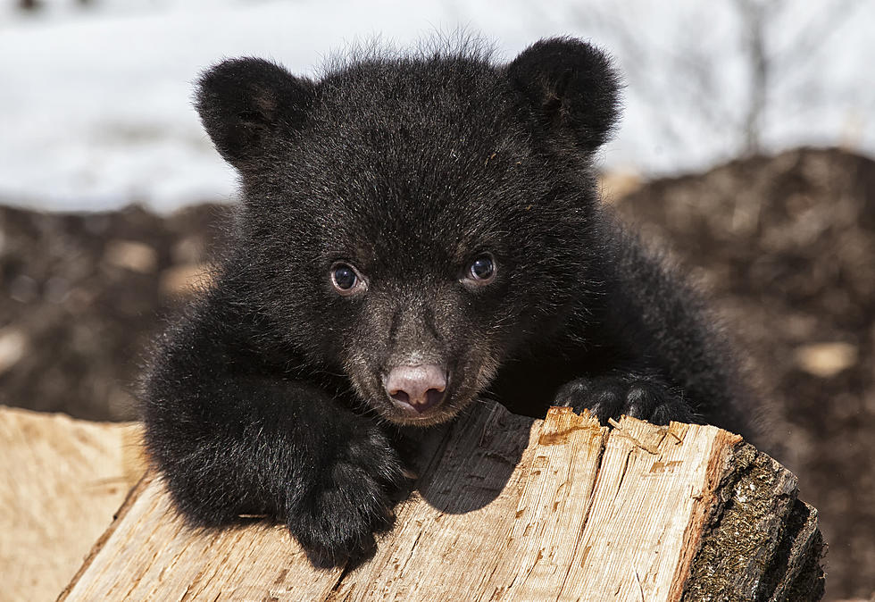 Young Black Bear Wanders Into Laramie