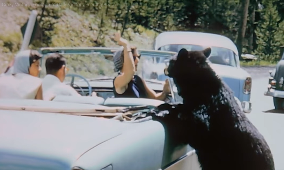 Remember When Yellowstone Used to Let People Feed Bears?
