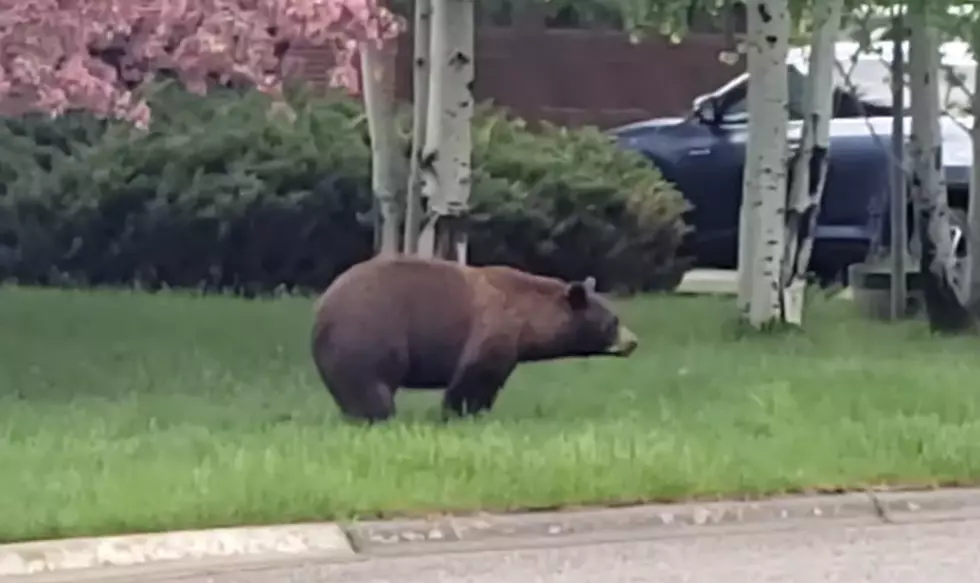 Watch a Bear Go For a Stroll Through a Bozeman Neighborhood