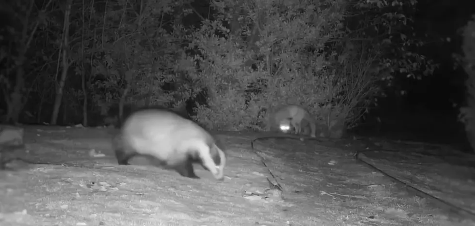 Trail Cam Captures Hilarious Badger vs Fox Chase