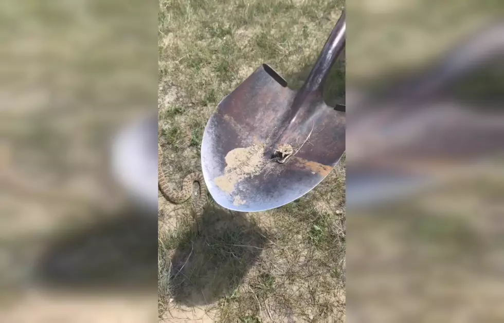 WATCH: A Rattlesnake Head Continues to Live After Being Cut Off