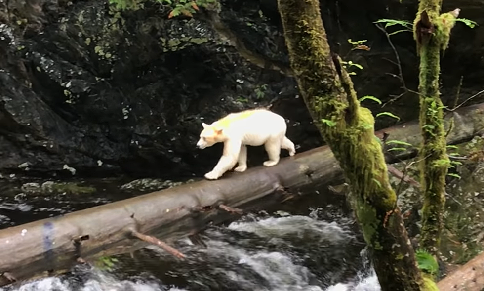 WATCH: Crazy Rare Video of a White Spirit Bear