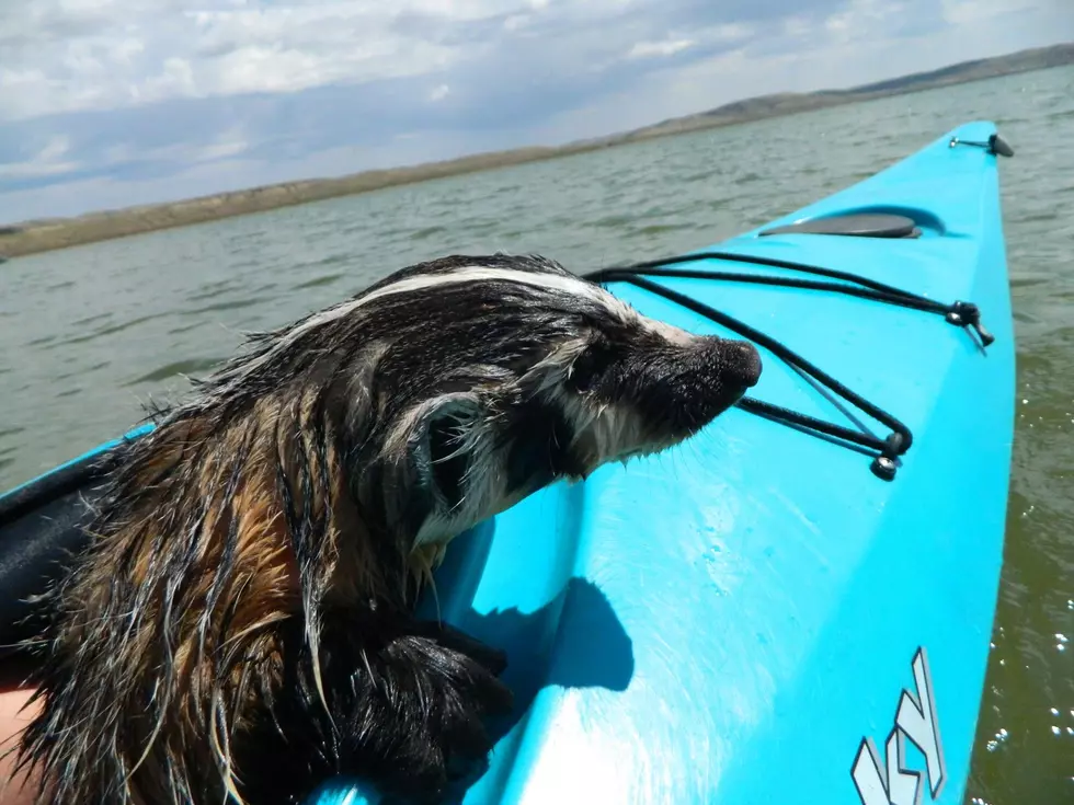 Would You Let a Badger Ride in Your Kayak?