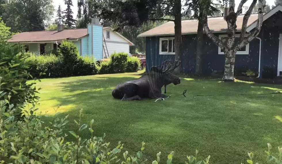 Wanna See a Moose in Wyoming? Turn on Your Sprinkler