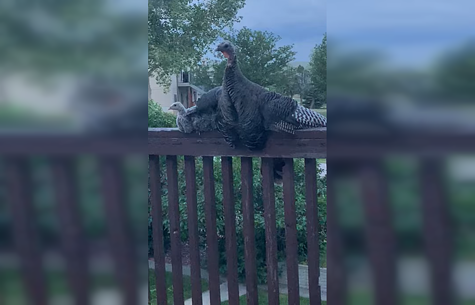 Wyoming Turkey Uses Wings to Protect Chicks, Wins Internet