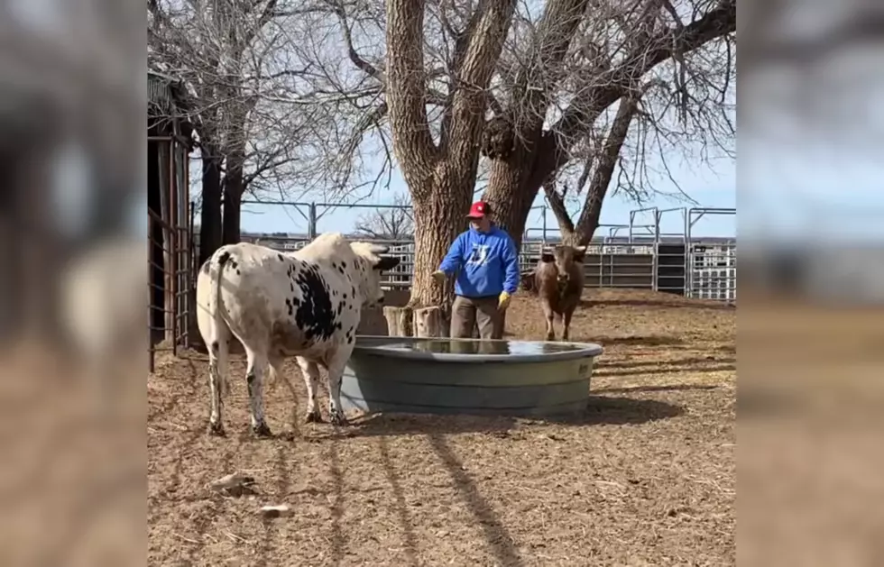 WATCH: Guy Turns His Back on a Bull, Almost Pays the Price