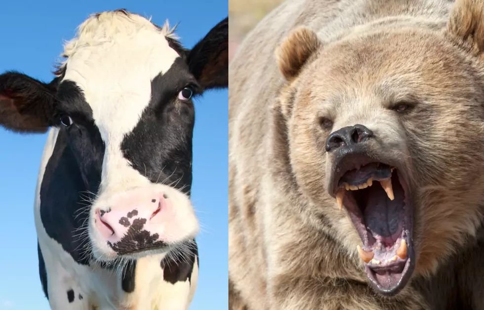 WEIRD WYOMING FACT: Cows More Dangerous than Bears