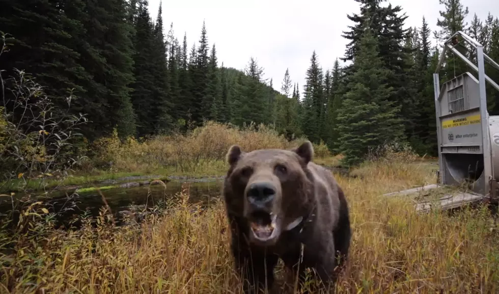 This Ticked Off Montana Grizzly is All of us on a Monday
