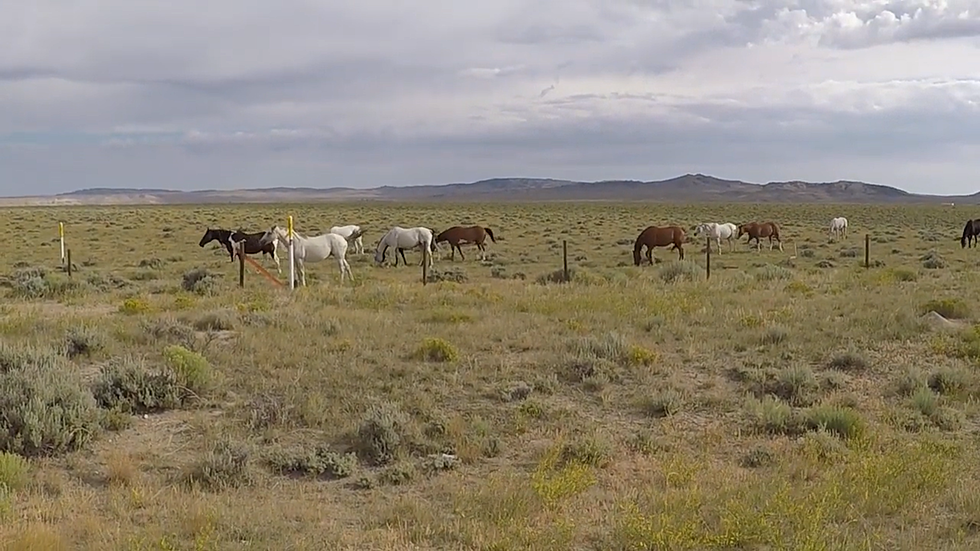 Bicyclist on TransAmerica Trail Comes Across Wild Wyoming Horses