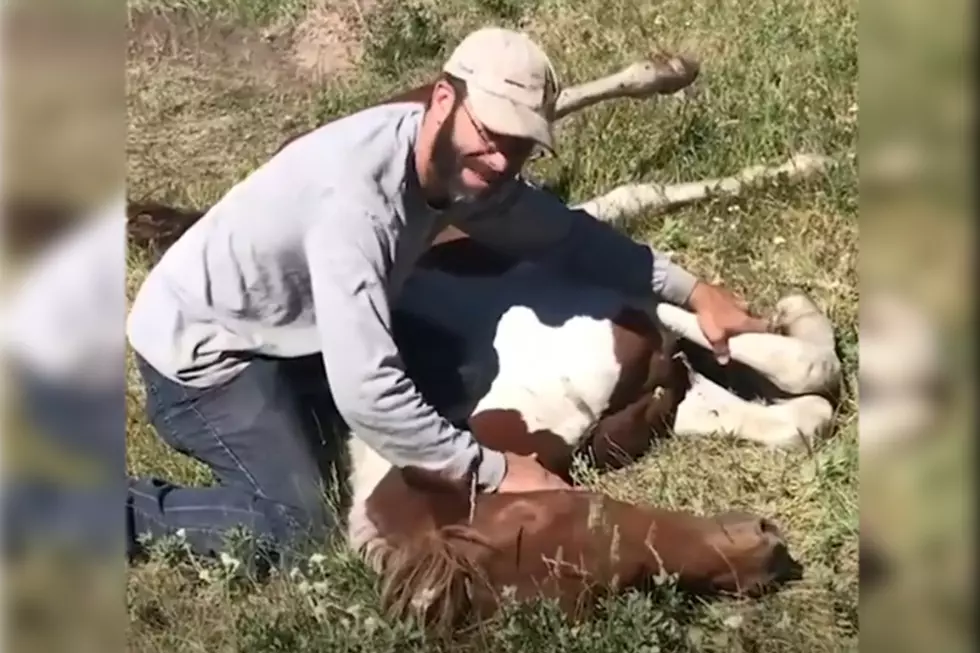 [WATCH] Dramatic Rescue of a Wild Horse Stuck in Fence