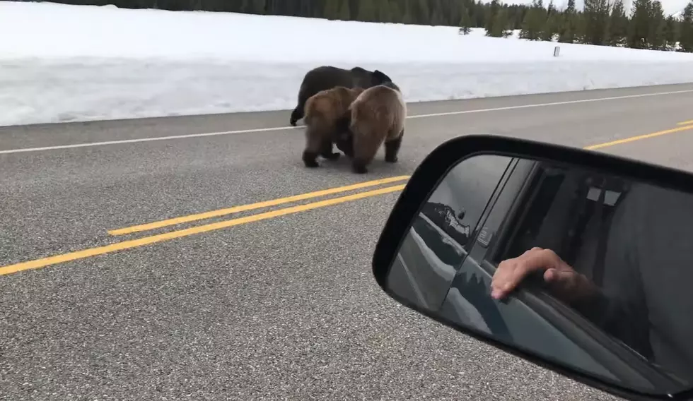 Tourists Roll Down Windows So Wyoming Grizzlies Can Eat Them