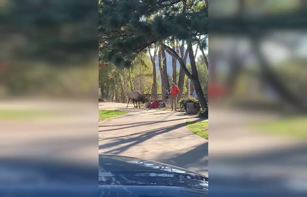 WATCH: Rutting Elk Attacks Woman in Estes Park, Colorado
