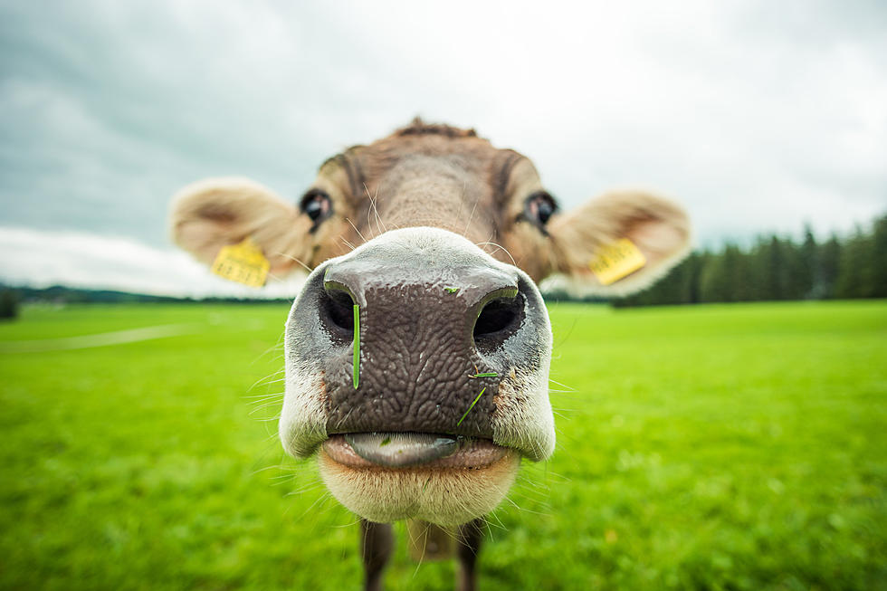 Science Says Painting Cows with Zebra Stripes May Prevent Fly Bites