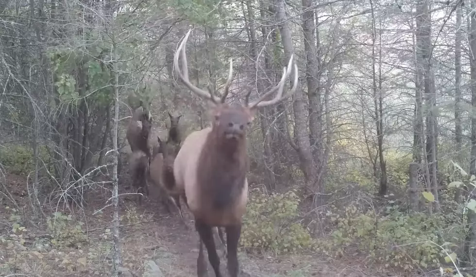 WATCH: Trail Cam Picks Up Massive Stampede of Elk