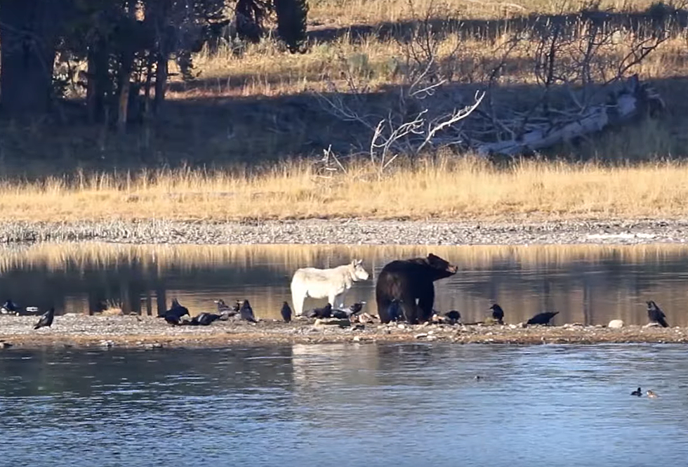 WATCH: Wyoming Grizzly and a Lone Wolf Share a Kill – Sorta