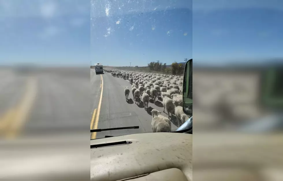 WATCH: Man Amazed by Kemmerer, Wyoming Sheep Herd That Never Ends