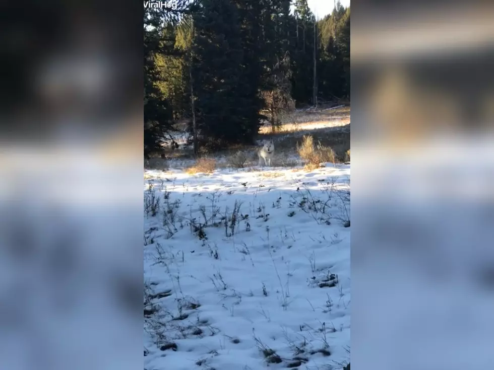 WATCH: Wyoming Man Comes Face-to-Face With a Wolf Pack