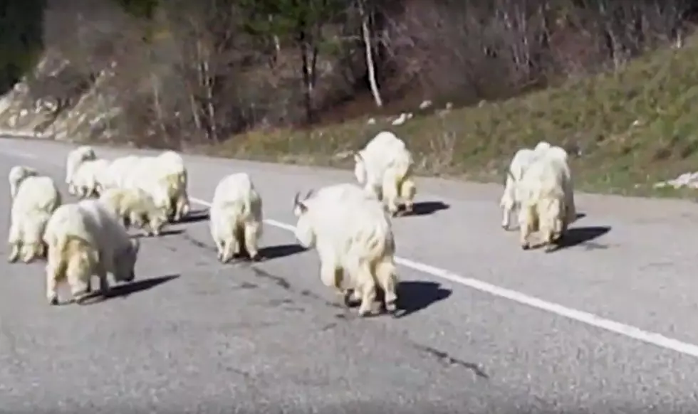 New Video Shows Wyoming Mountain Goat Fall Migration Has Begun