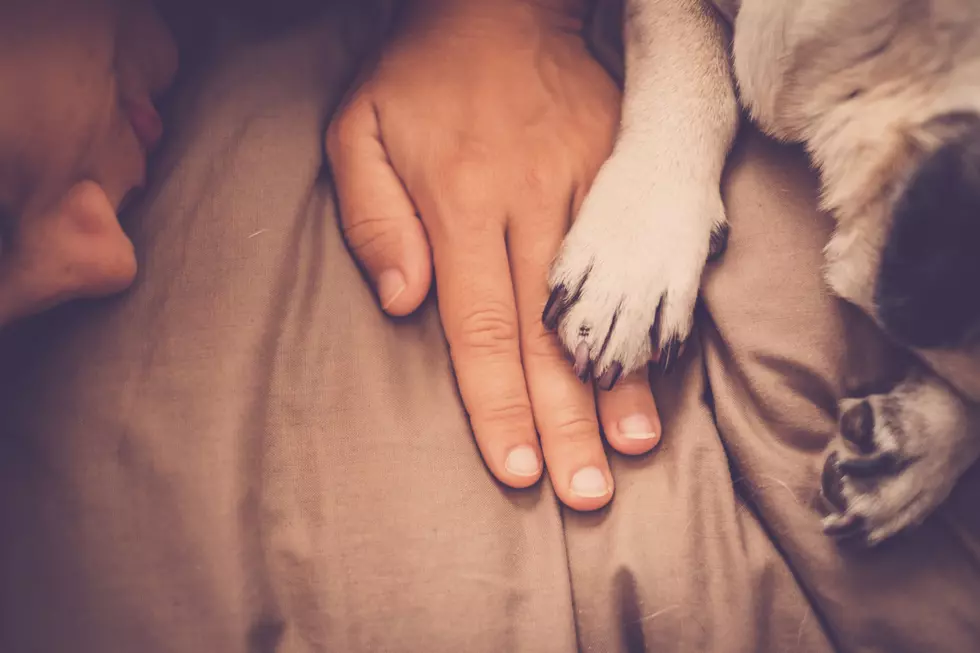 Science Says This is What Your Dog Does to Say I Love You