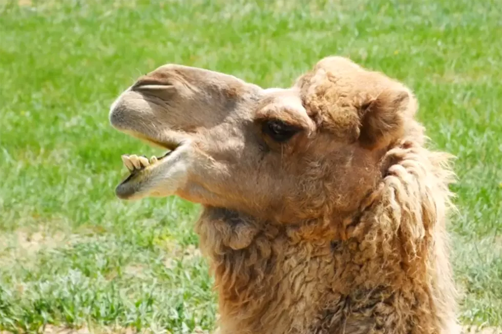 Wyoming Has Camels And Here Is Where You Can Find Them
