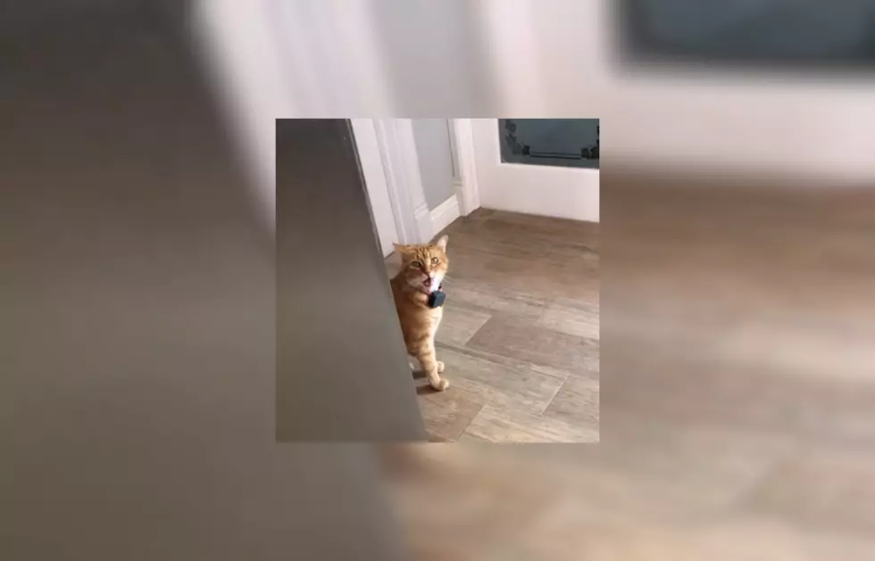 A Cat Saying Hi in a Southern Accent Has Taken Over the Internet