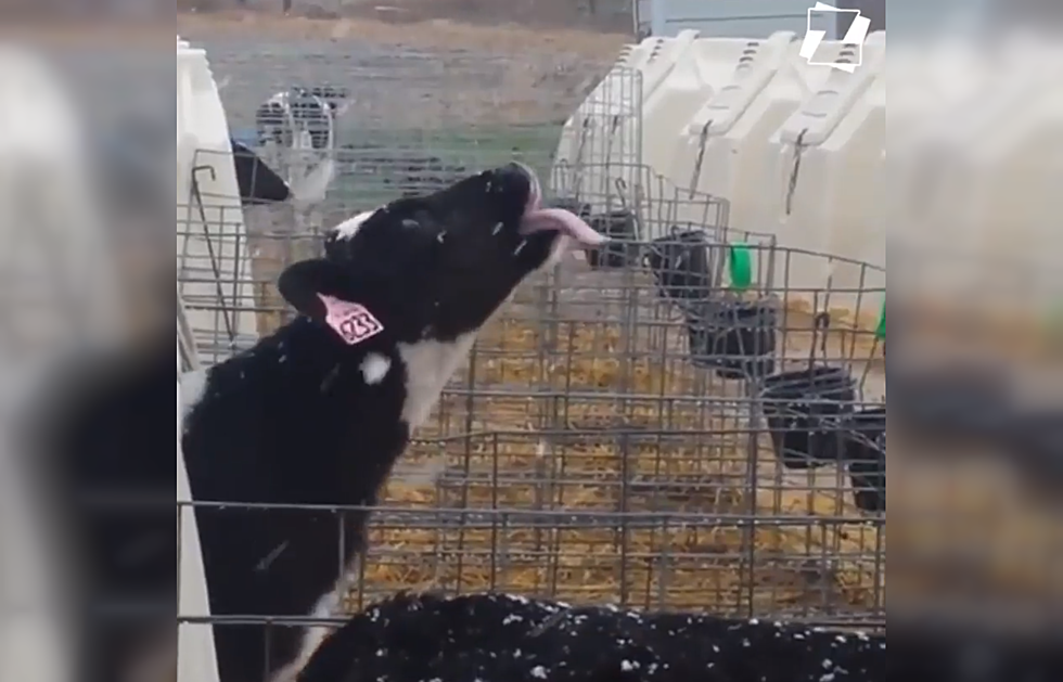 Happiness is Watching This Cow Try to Eat Snowflakes