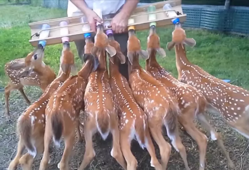 Think Your Job is Hard? Try Feeding 8 Baby Deer Milk