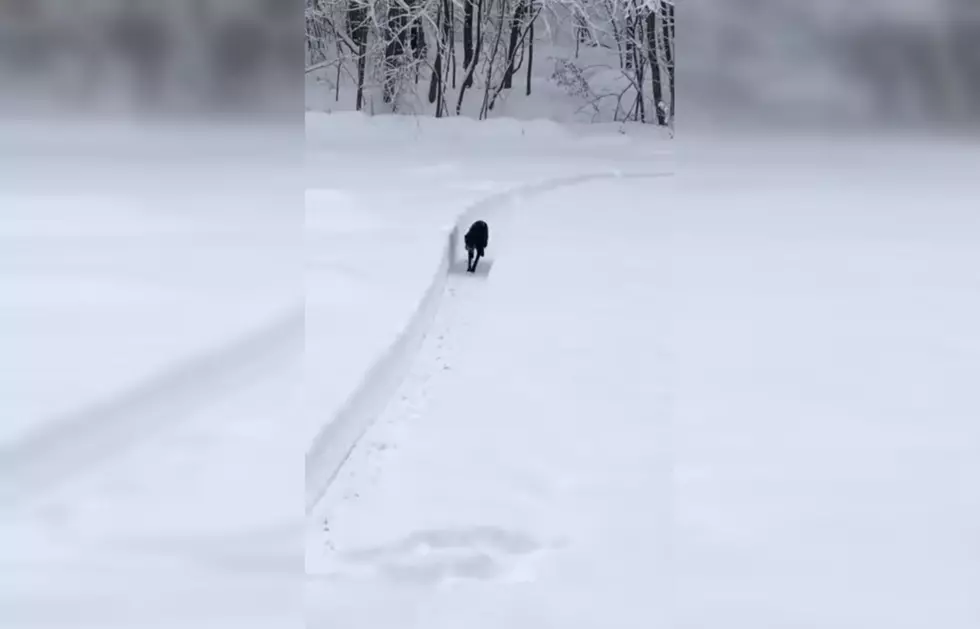 Genius Owner Built His Dog His Own Winter Race Track