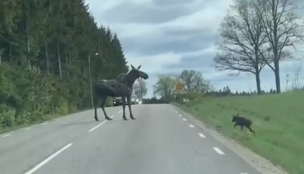 Watch: Mama Moose Helps Her Baby Cross a Road For the First Time