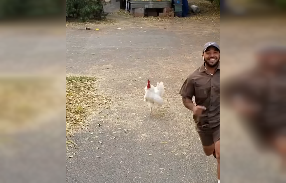Watch a Rooster Show a Delivery Guy Who’s Really Boss
