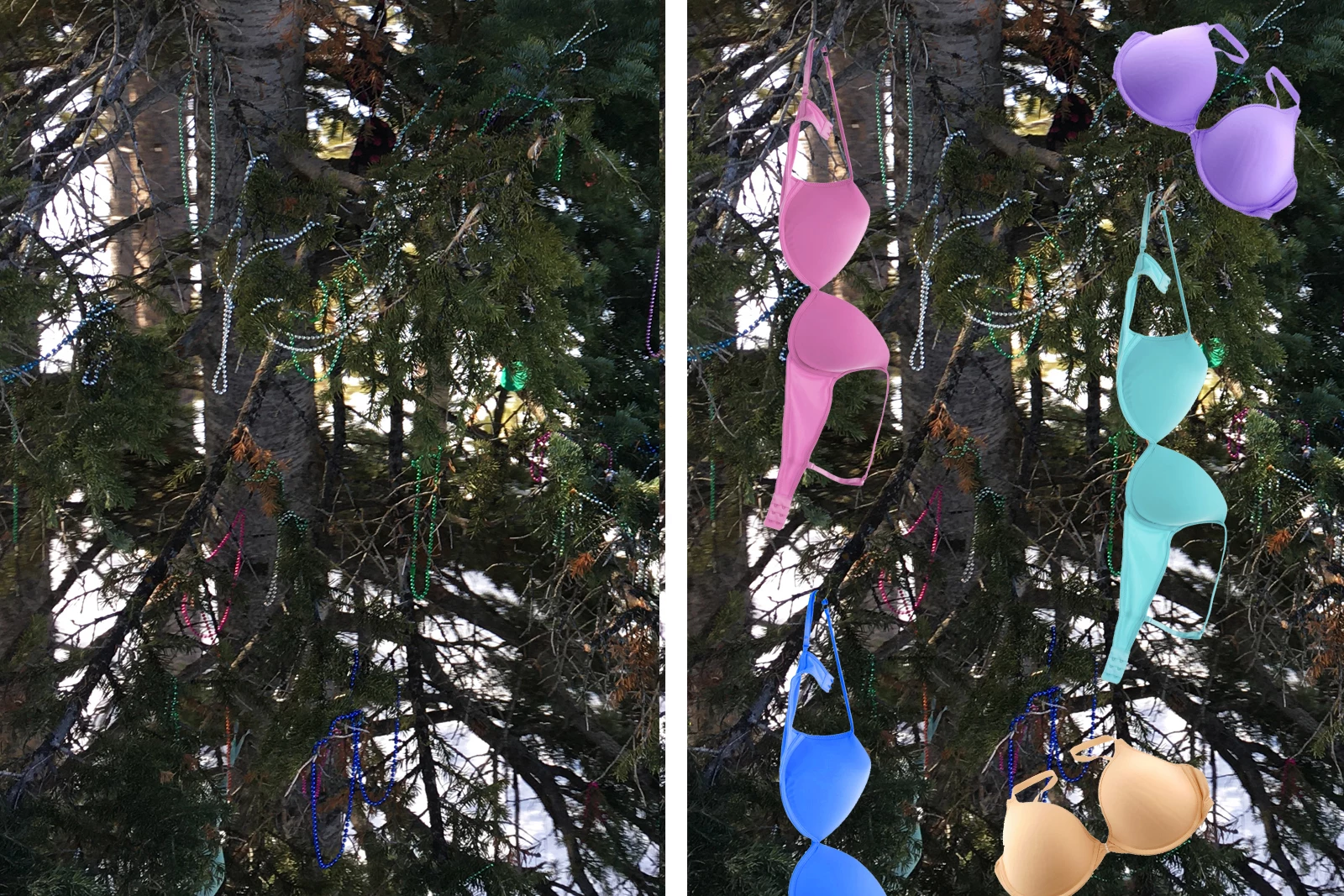 Panty tree in the Canadian Rockies where bras, panties, and Mardi Gras  beads cast off by skiers riding the chair lift decorate its branches, a  traditi Stock Photo - Alamy
