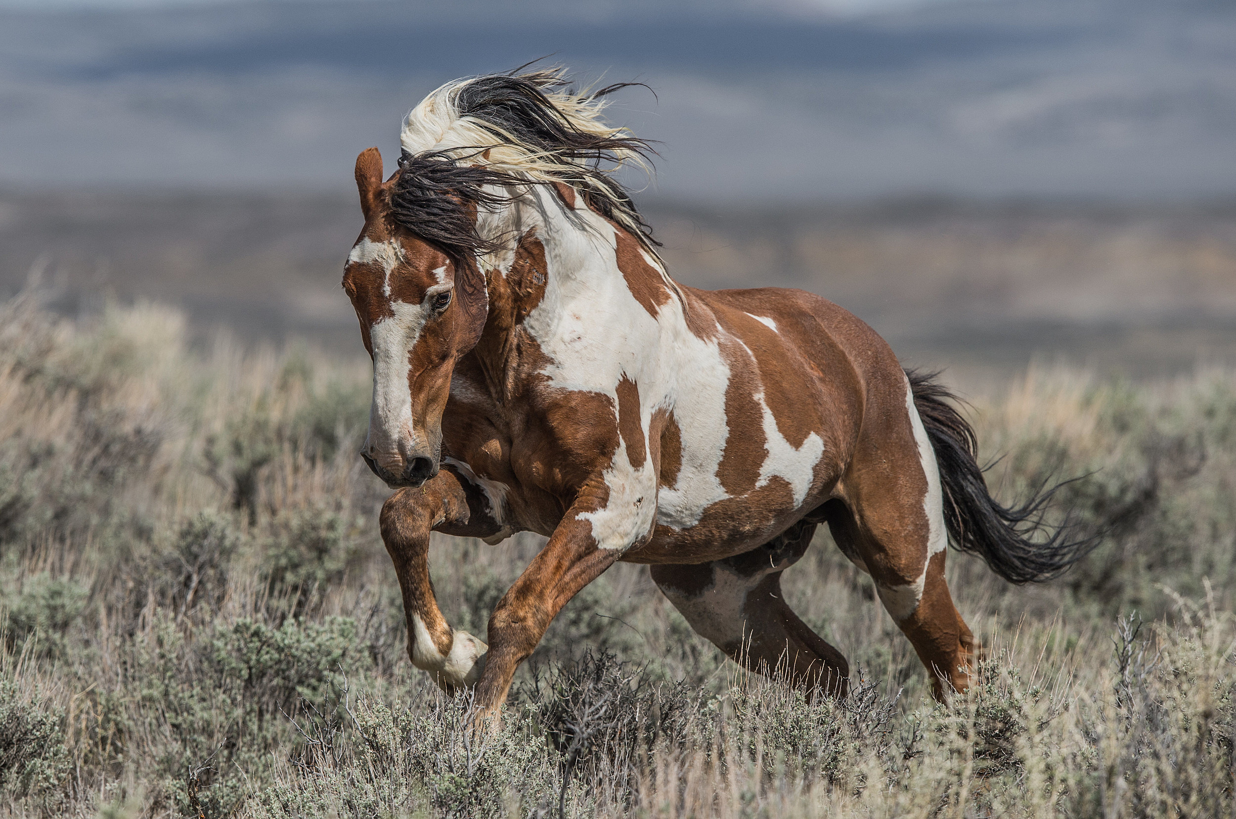 Wild Mustang 